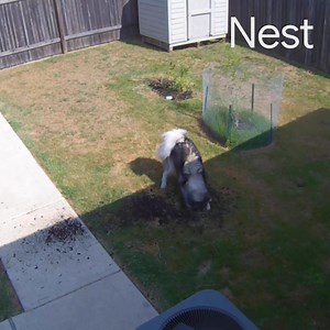 2K views · 6.5K reactions | Know what’s going on at home even when you’re away, with intelligent alerts on the new Nest Cams & Doorbell. Starting at $99.99. Share your favorite #CaughtOnNestCam moments for a chance to be featured on @MadeByGoogle. Working internet & Wi-Fi required. Certain features not available on all Nest cameras and doorbell, or may require Nest Aware subscription on older Nest cameras and doorbells. Learn more at g.co/nest/meetaware. | Made by Google | Facebook
