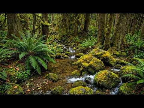 Babbling Brook in the Forest 🌳 Calming Birdsong for Sleep & Rest
