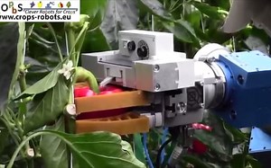 Amazing AI Technology, Harvesting Robot Are Being Used To Pick Fruit and Vegetab
