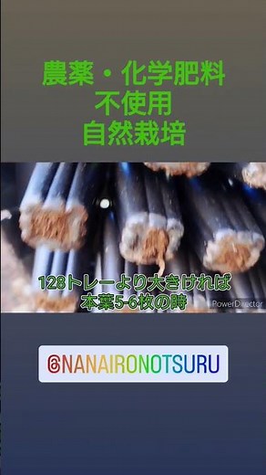 【自然栽培】セルトレイから苗をスポッと取る方法を紹介！#七色のつる#なないろのつる #とうもろこし#定植#サカタのタネ#料理#家庭菜園#自然栽培#自然農#畑#セルトレイ