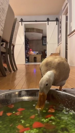 Bonnie's Adorable Antics: A Compilation of Cute Pet Moments