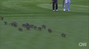 338K views · 3K reactions | This band of mongooses couldn't care less...