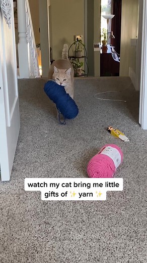 Cat Playing with Yarn | Max's Yarn Gifts