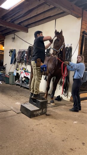 Saddlebred Rescue on Reels