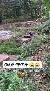 557K views · 25K reactions | #Oromiyaa #Ethiopia #streetchildren | Obsa Bayan | Facebook