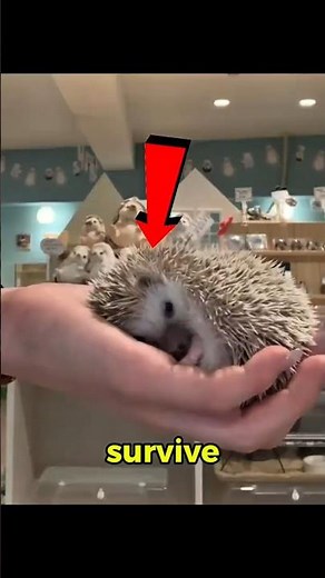 Hedgehogs Aren’t Cute — They’re Built to Survive #animalfacts #animals