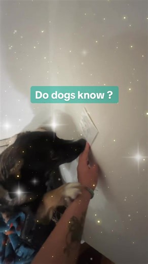 Kota’s approval is 10/10 chefs kiss 💃🏻 @NOLOOK he loves his picture #pictureoftheday #doggosdoingthings #artskills #happydoggo #dogmoms