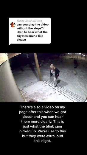 Coyote Screaming Sounds at Night