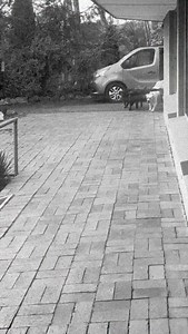 90K views · 2.3K reactions | Canine Integration (1964) | Dusty Dubs | Facebook