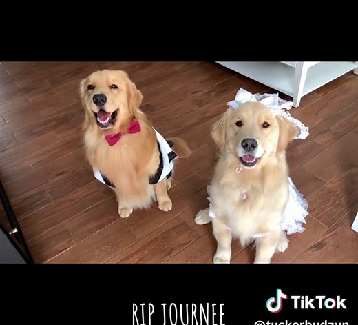 The day I married the love of my life 🤍 RIP Journee | journee golden retriever