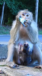 Stunning a cute little monkey infant | Monkeys Daily