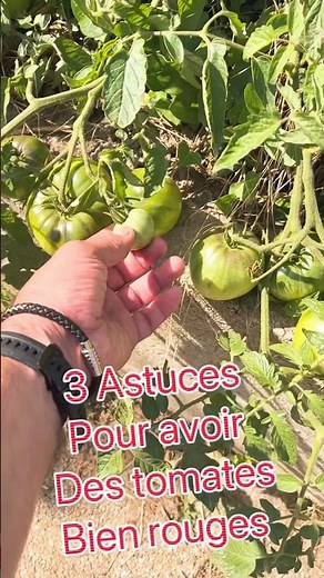 3 astuces simples pour des tomates rouges plus vite 🍅🌞