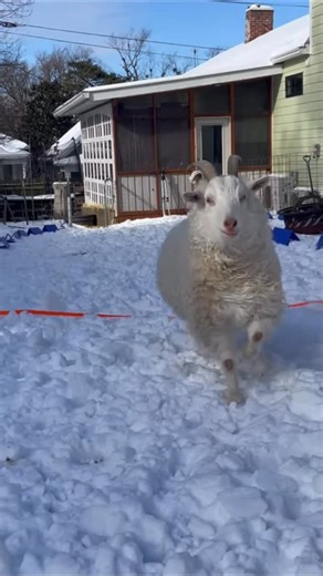 Briana Frederick on Instagram: "Finally have time to sit and tell you about another adventure in goat ownership. @schlechtyj & her husband are biathlon enthusiasts, well connected with @usbiathlonwomen. They've made some highly enjoyable biathlon parodies with squirrels and kittens. The team insisted Jenny not stop when she said they thought that would be enough. They cast a chicken for the job next, but she unfortunately met her demise before filming. When they asked around about a new star, @g