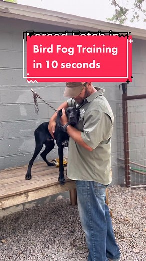 Effective Force Fetch Training for Bird Dogs