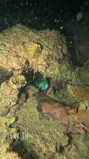 solo dive at night #spearfishing #swasinexplorer #nightspearfishing