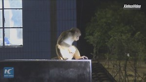 A monkey sneaks into a middle school in southwest China's Yunnan Province. Apparently, the furry animal loves the campus but it causes trouble to students. The monkey is finally caught and has been sent to a protection center. | China Xinhua News