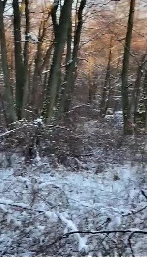 Majestic Moose Walking Through Snowy Forest
