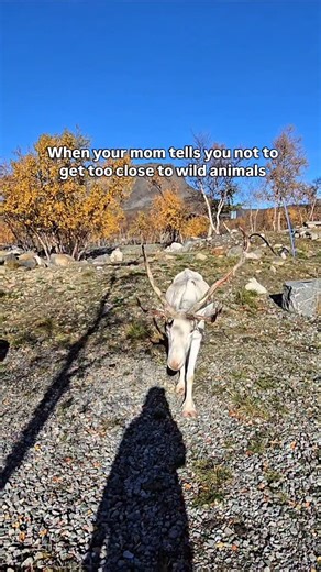 And I did anyway. Norway’s semi-wild reindeer still count… right? 😇 🦌 And a small fun fact: Male reindeer usually shed their antlers in autumn after the mating season. They often rub them on trees and bushes to help them fall off and probably to scratch an itch too. So if you see a reindeer rubbing against a tree, you know what is up. #Reindeer #norwegianwildlife | Amazing Aurora - Karlsøy Buss