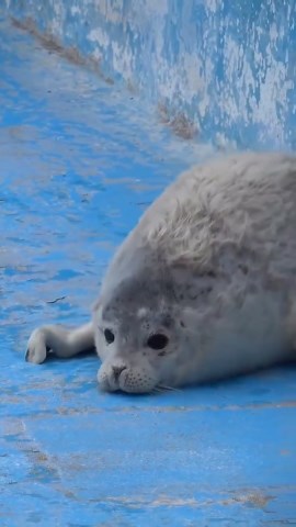 Playful Seals Flopping Around in Their Natural Habitat