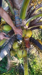 Cutting Coconut flower to make native wine 🍷🌴 #coconut #coconuttree #wine #winelovers