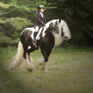 Gypsy Vanner Horse stallion Austin, owned by Louise Brandon Shane. Shown by Bruce and Janae Griffin | Horse Vanner Club