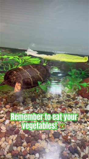 Sometimes a Painted Turtle really enjoy eating lettuce! #turtle #feedingtime #lettuce #goodfood