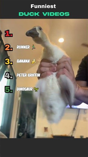 Ranking some of the funniest duck videos
