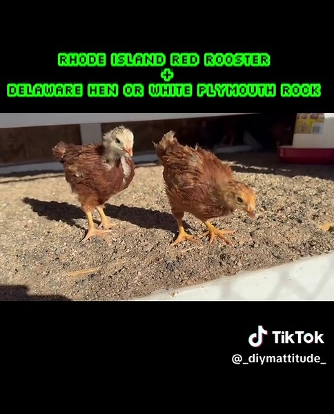 Caring for My Friendly Red Star Chicks at 4 Weeks