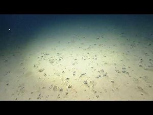 Nautilus Live | Channel 1 Stream