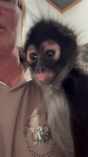 353K views · 21K reactions | Spidermonkey Froggy got him a highland cow for part of his birthday to snuggle with藍 | Our Life Adventures | Facebook