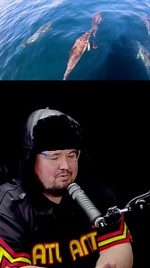 Dolphins found a way to get Intoxicated. Weird Animal Facts #dolphin #weirdfacts #animalfacts #wildanimals #toilettimetv | Toilet Time TV