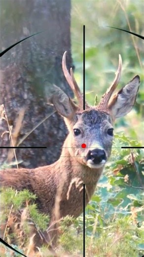 Deer Hunting | Caccia al cervo | Caza de ciervos