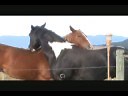 Horses Mating - or Grooming