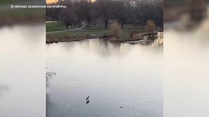Coyote takes morning stroll across frozen pond in Central Park