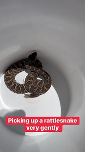 6.8M views · 30K reactions | It’s important for try and treat the snakes with respect when you’re removing them! It will help reduce stress and help the snake to calm down faster  | So-Cal Rattlesnake Removal | Facebook