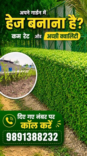 Best Hedge Plants for Garden | Kam Rate Mein Green Hedge Plants #besthedgeplant #hedge #garden