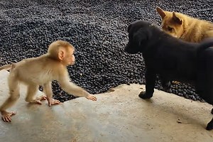 Baby Monkey, Puppies Play Together in Explosion of Adorableness