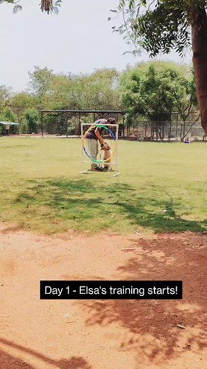 160K views · 2.5K reactions | Elsa's Agility Training Starts! We...