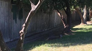 Roo rescue hampered by rules, says wildlife group