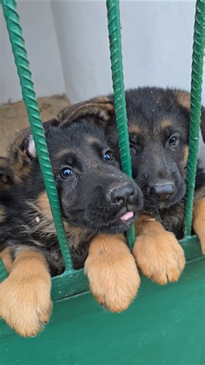 📢Одесса апрель 2026! Продаются 098-437-61-29 ЩЕНКИ немецкой овчарки от лучших производителей Украины