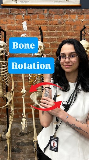 The Bone Museum | 💡 Did you know the bones in your arm actually cross over each other when you turn your hand? Your radius swings over the ulna, letting you... | Instagram