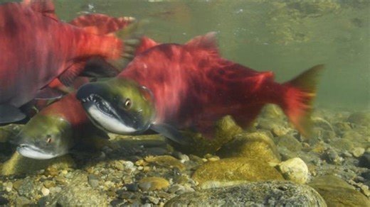 WATCH: Millions of Salmon Return Home