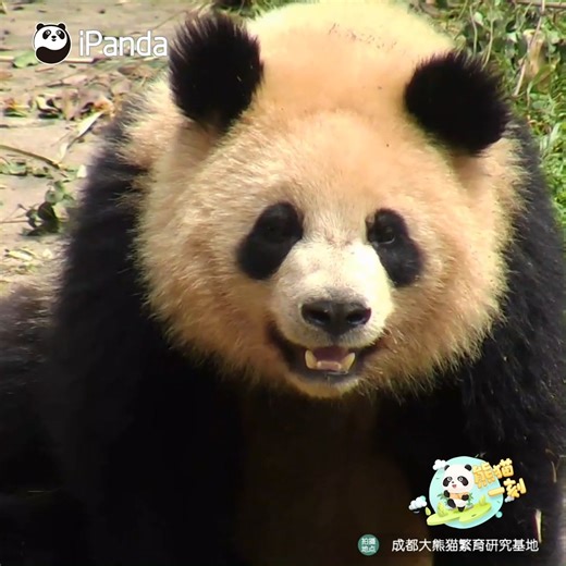62K views · 3.5K reactions | They say the smiling faces of pandas will bring you luck. (Yuan Run, Meng Meng, Mei Lan & Xing Hui) #love #funny #HiPanda #ChengduPandaBase #PandaFun #PandaTime For more panda information, please check out: https://en.ipanda.com | iPanda | Facebook