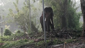 A big brown elephant with long white tusks in the jungle - large mammal wild elephant. An elephant dancing in the forest - wild animal wildlife National park