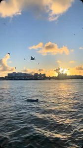 Interesting shrimp facts about sound. Pistol shrimp (also known as snapping shrimp) are famous for the incredibly loud snapping sound they make with their claws. The sound, which can be louder than a gunshot or jet engine, is produced by a rapidly closing claw that creates a bubble that collapses with a shockwave. This loud snapping sound can even interfere with sonar systems, as the US Navy discovered during World War II. Credit: Internet overview #seafoodlovers #shrimp | TX Shrimp Diva