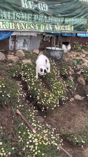 Kucing Mbok Yem di Bunga Daisy Gunung Prau