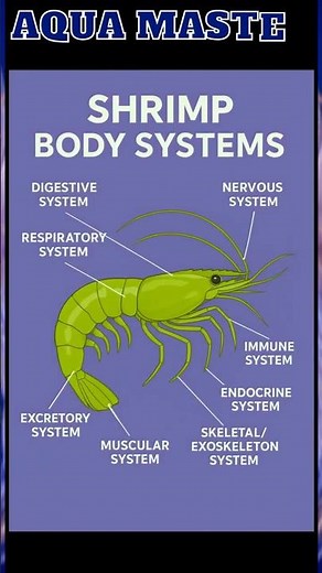 Body Systems of shrimp Key Functions#ShrimpFarming #ShrimpBiology #Aquaculture