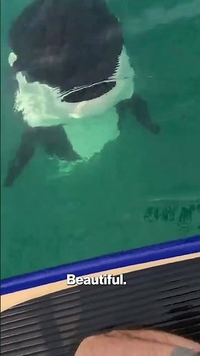 Killer whales get up close and personal to investigate paddleboarder #shorts