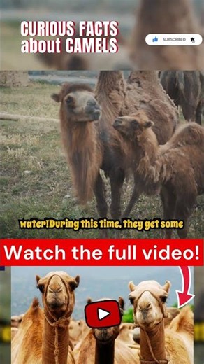 Curious facts about camels Part 6 #camel #camels #animal #animals #shorts