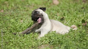 adorable mops dog laying down and playing with a piece of wood while chewing it